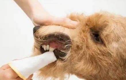犬細小病怎么治療