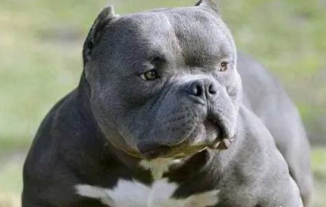 惡霸犬1000左右可以買到嗎