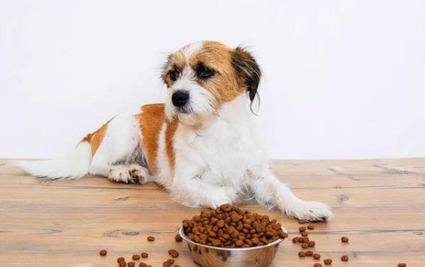 為什么狗狗白天不咳晚上咳