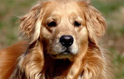 金毛犬拉稀便血怎么辦