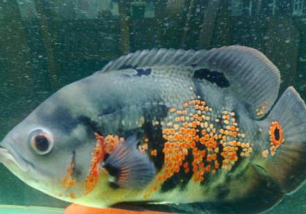 地圖魚和什么魚混養(yǎng)最好?