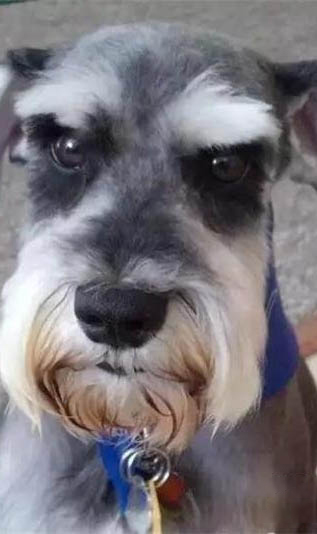 雪納瑞幼犬多大才可以出門