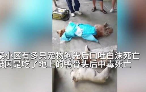 狗狗打疫苗有什么好處