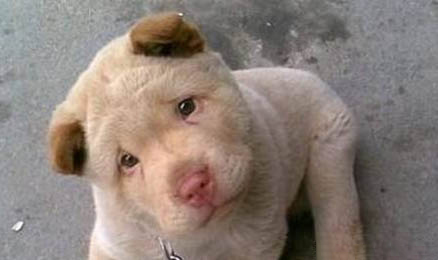 犬便秘的診斷與治療