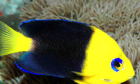 養七彩神仙魚用什么缸