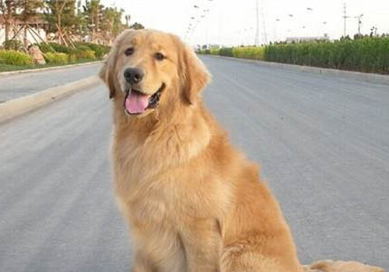 金毛犬多少錢