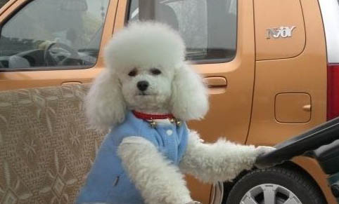 貴賓犬什么顏色最貴