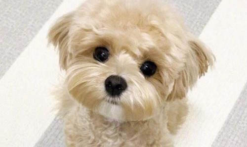 比熊犬和泰迪哪個好