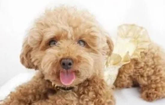 貴賓犬標準型