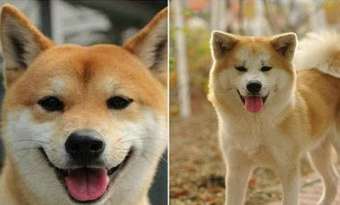 柴犬跟秋田犬的區別