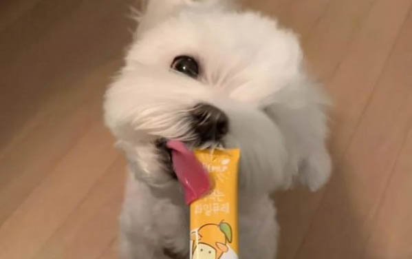 母狗懷孕多久生小狗