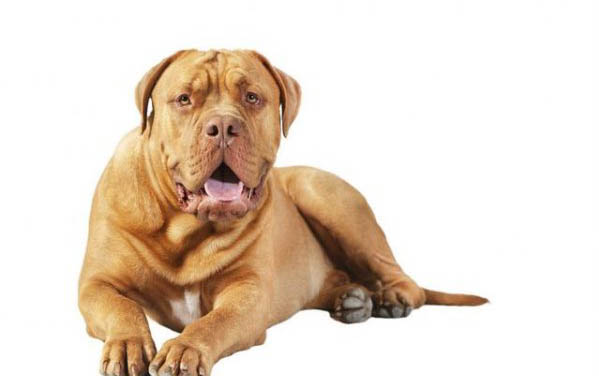 狗狗氣管塌陷癥狀有哪些