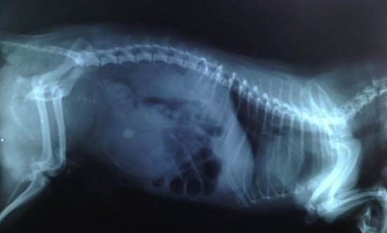 公犬發情期大概持續多久?