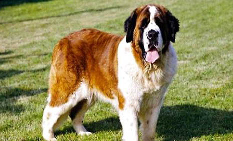 哪種大型犬最適合家養(yǎng)？