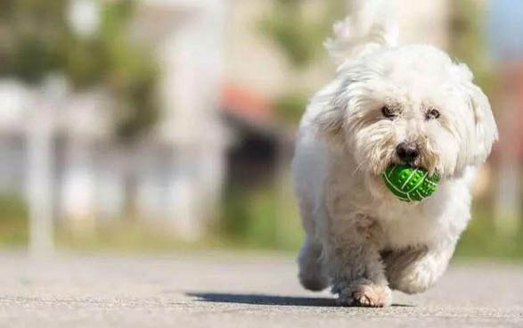 網紅小型犬小狗圖