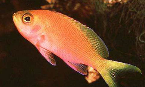 接吻魚還可以和什么魚混養(yǎng)
