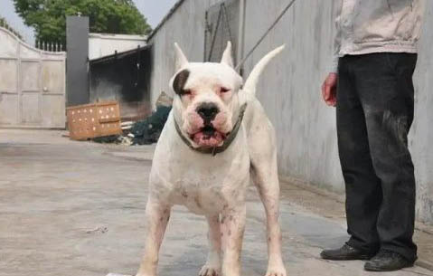 杜高和比特犬哪個(gè)厲害
