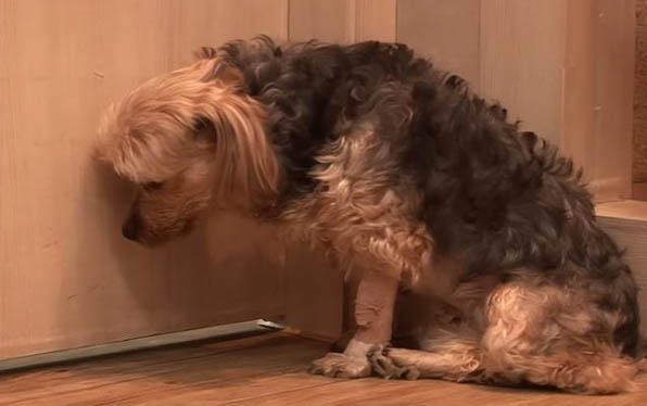 狗狗換牙齒會自己吃掉嗎