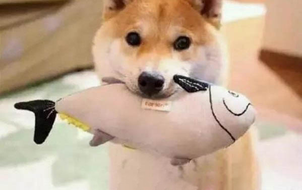 柴犬吃什么狗糧好呢