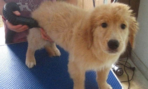 狗狗內臟受損能堅持活多久