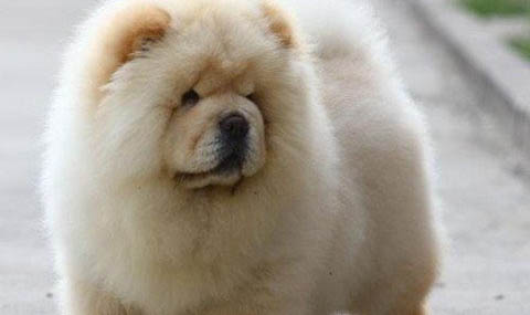 純種松獅犬多少錢