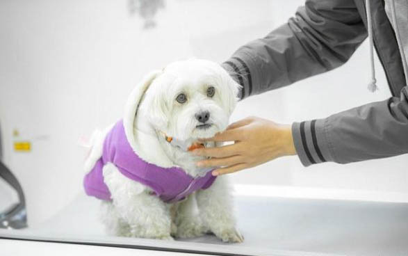犬細小病毒的治療
