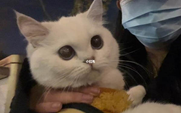 一個月小貓多久尿一次