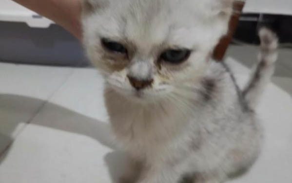 三個月小貓咪總是咬人怎么辦