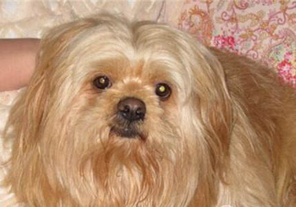 拉薩犬吐白色粘稠液體的原因及處理方法