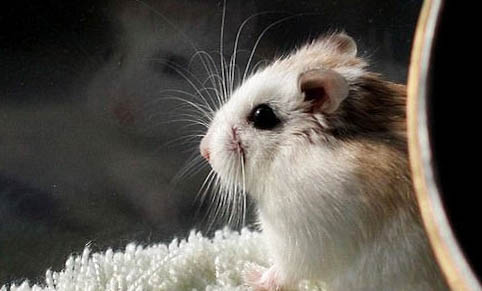 如何正確飼養倉鼠