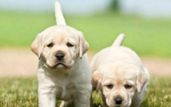中型短毛犬都有哪些