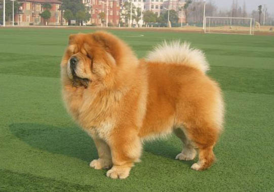 松獅犬為什么禁養(yǎng)？