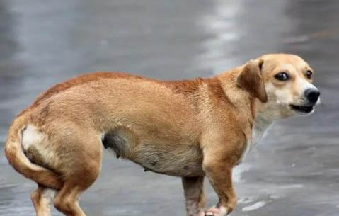 陌生狗狗為什么老跟著我走
