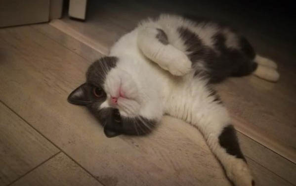 貓咪耳朵有問題時有哪些征兆