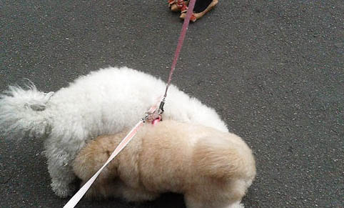 狗狗干眼癥的防治