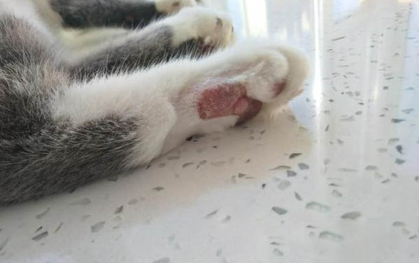 小貓能吃生蠔嗎