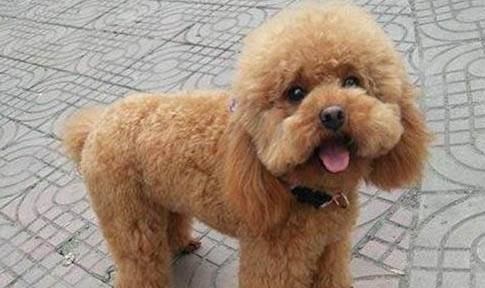 泰迪犬和比熊犬哪個好養