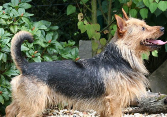 澳大利亞牧羊犬不愛吃東西的原因都是什么