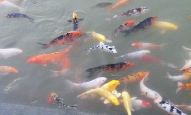 錦鯉魚什么時間喂食好