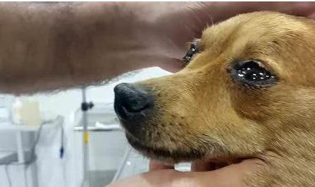 狗狗髕骨脫位怎么治療最好