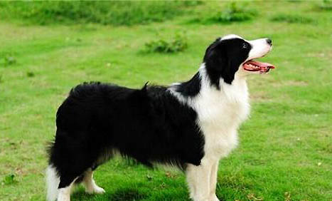 邊境牧羊犬如何訓(xùn)練方法