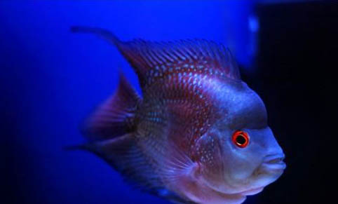 五一釣魚(yú)釣深水還是淺水