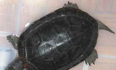 烏龜的飼養方法和注意事項