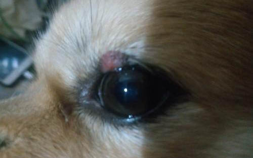 狗狗肚子抽搐干嘔是什么原因?