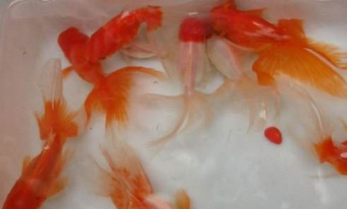 草金魚是否需要24小時(shí)打氧