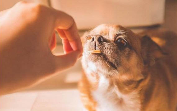 狗狗淚痕怎么可以消除
