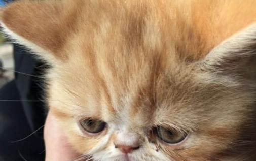 貓咪為什么尾巴很油？