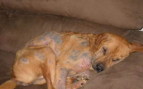 狗狗懷孕能吃西瓜嗎