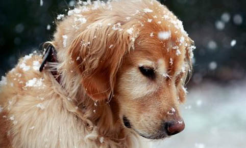 養(yǎng)金毛犬需要準備什么東西