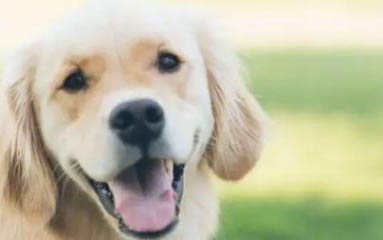 狗狗中暑后能支撐多久